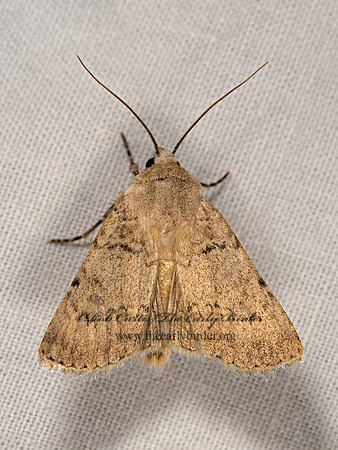 Noctuidae OWLET MOTH  3023672z