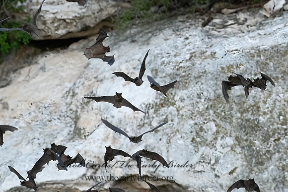 Tadarida brasiliensis  MEXICAN FREE-TAILED BAT 6040916z