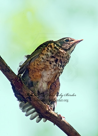 Turdus migratorius  AMERICAN ROBIN 8022559z