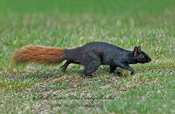 Sciurus carolinensis  EASTERN GRAY SQUIRREL 6005663z