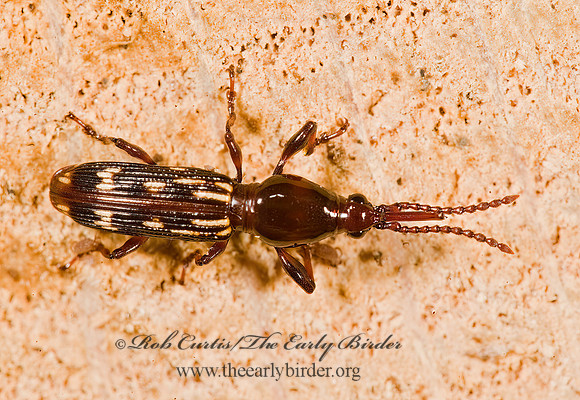 Arrhenodes minutus 8014383z