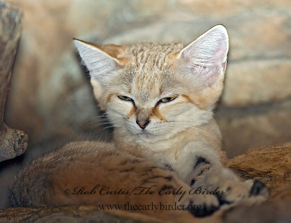 Felis margarita  SAND CAT 6018741z
