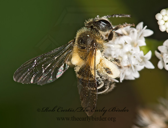 Andrena (Cnemidandrena) chromotricha~ 9014666z