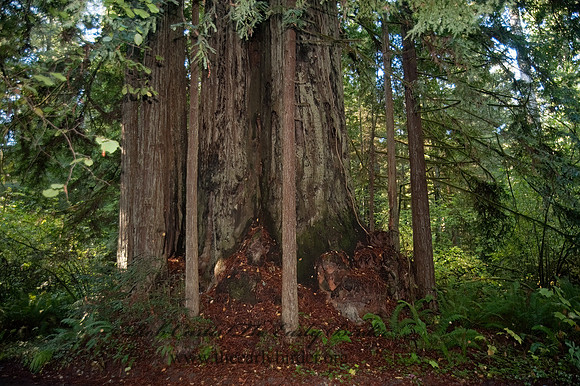 Jedediah Smith SP 8019864z