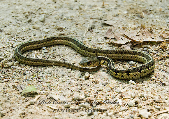 Thamnophis sirtalis  EASTERN GARTER SNAKE 8014145z