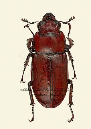Lucanus capreolus 9020550z