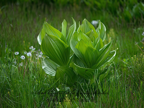 Veratrum californicum  CALIFORNIA CORN LILY 9058323z