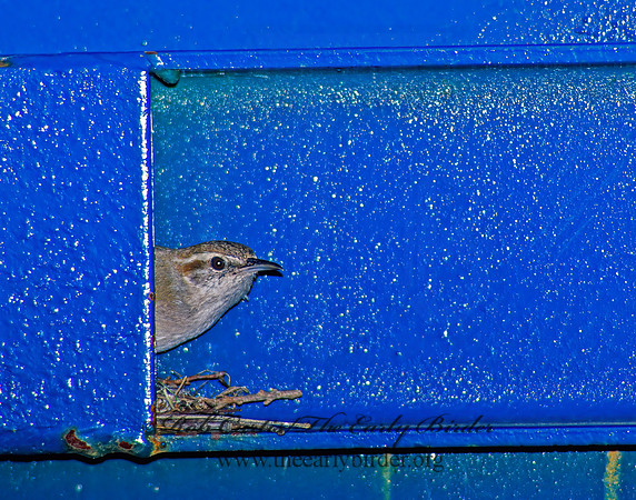 Thyromanes bewickii  BEWICK'S WREN 86227z