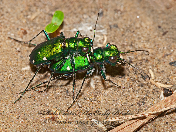 Cicindela sexguttata  6-SPOTTED TIGER BEETLE 3015347z