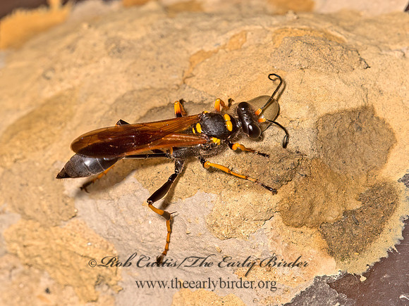 Sceliphron caementarium  BLACK & YELLOW MUD DAUBER 9048111z