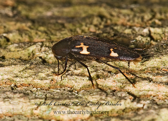 Dircaea liturata  MELANDRYID BEETLE 8005886z