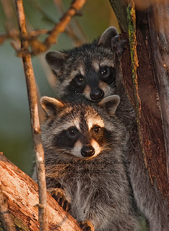 Procyon lotor  RACCOON 8026800 z