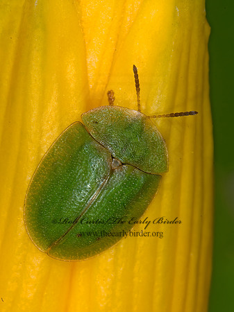 Cassida rubiginosa THISTLE TORTOISE  BEETLE 6007222z