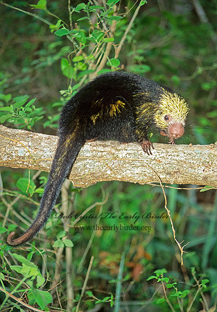 Coendou prehensilis  PREHENSILE TAIL PORCUPINE 197914z