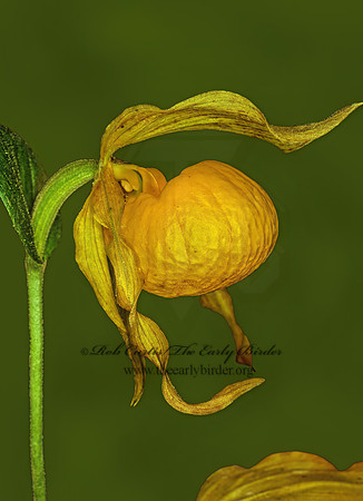 Cypripedium calceolus  YELLOW LADY'S SLIPPER 95506z
