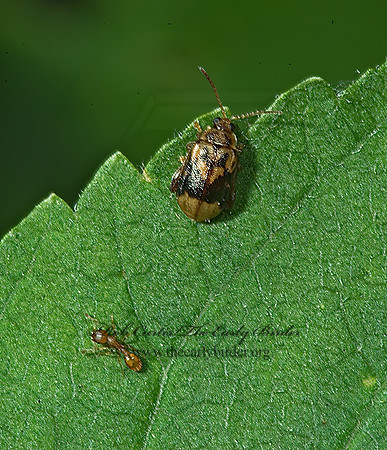 Capraita sexmaculata 4001973z