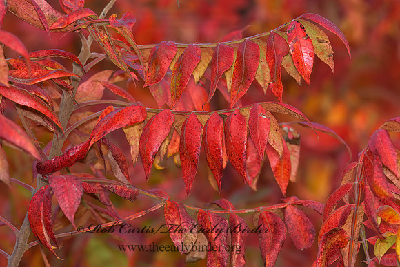 Rhus typhina  STAGHORN SUMAC 7013220z