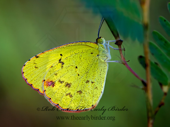 Pyrisitia lisa  LITTLE YELLOW 8023411z
