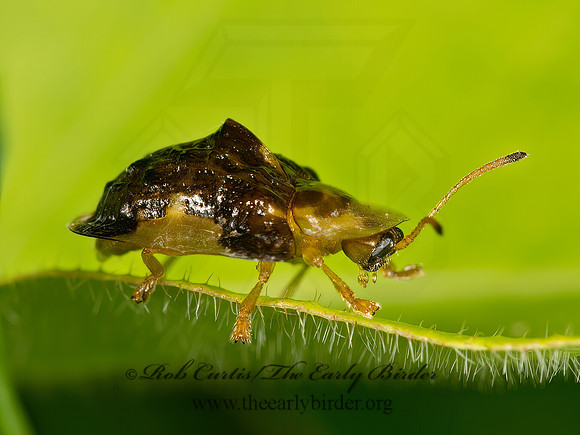 Plagiometriona clavata 9024013z