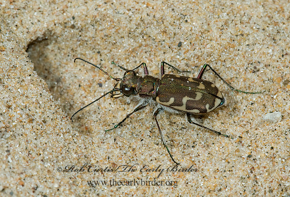 Cicndela hirticollis 5002565z