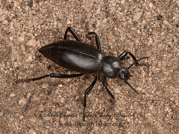 Eleodes dentipes  DESERT STINK BEETLE 8036896z