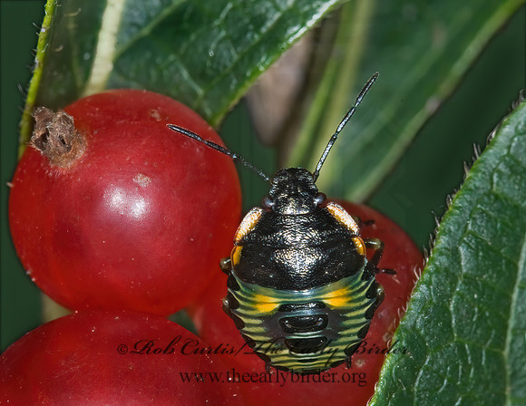 Chinavia hilaris  GREEN STINKBUG 6016688z