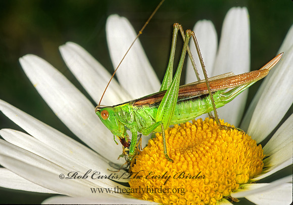 Conocephalus fasciatus fasciatus 182132z