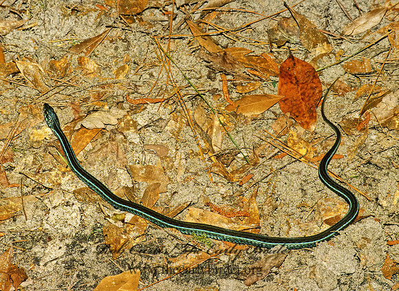 Thamnophis sauritus sackeni  SOUTHERN RIBBON SNAKE 52051iz