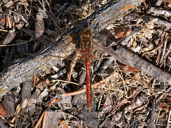 Sympetrum pallipes STRIPED MEADOWHAWK 3024645z