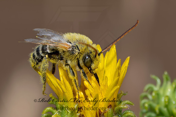 Eumelissodes  LONG-HORNED BEE 1 3023424z