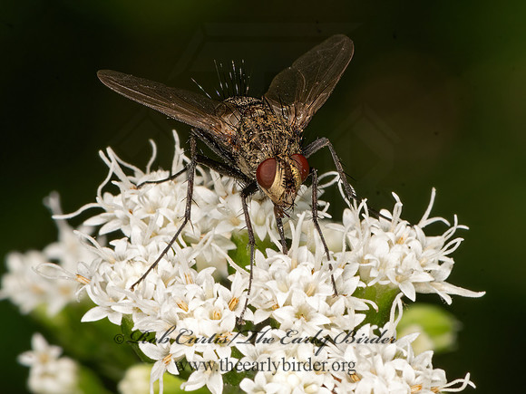 Dexiini  TACHINID FLY 3026116z