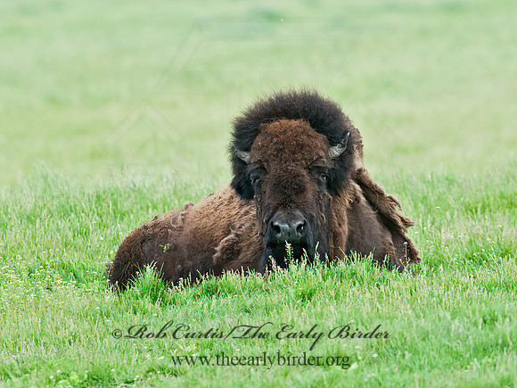 Bison bison  BISON 8028287z