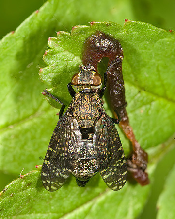 Platystoma seminationis  SIGNAL FLY 8014593z