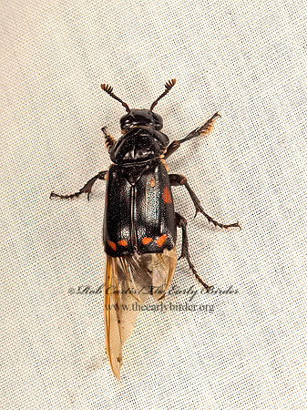 Nicrophorus pustulatus  SEXTON BEETLE 9050209z