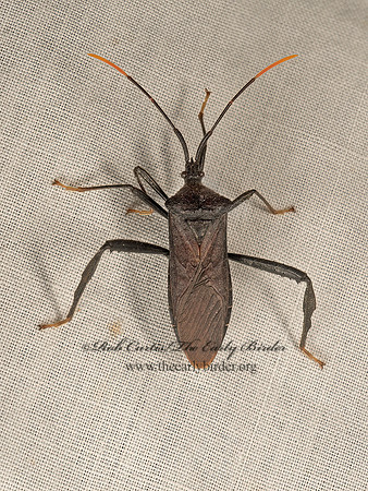 Acanthocephala terminalis  LEAF-FOOTED BUG 9050636z