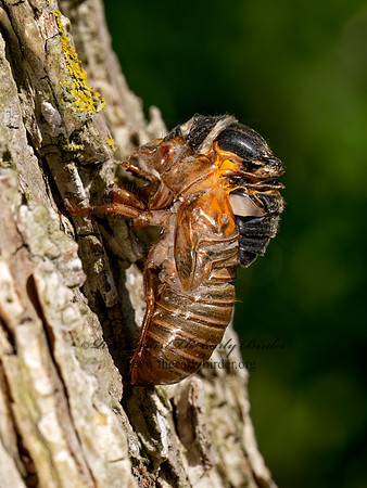 Magicicada cassinii CASSINI'S PERIODICAL CICADA 9088131 z