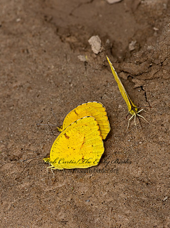 Eurema nicippe  SLEEPY ORANGE 3038191-z