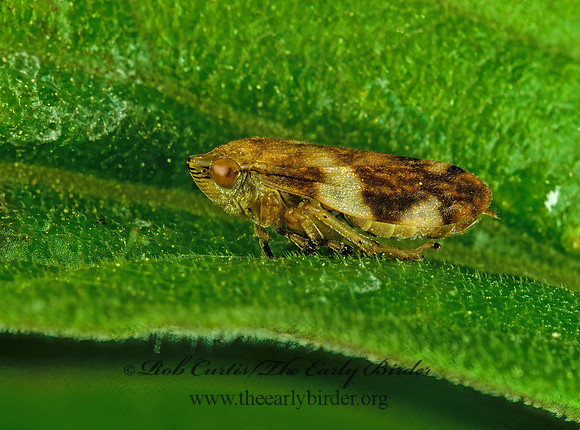 Philaenus spumarius  MEADOW SPITTLEBUG 291115z