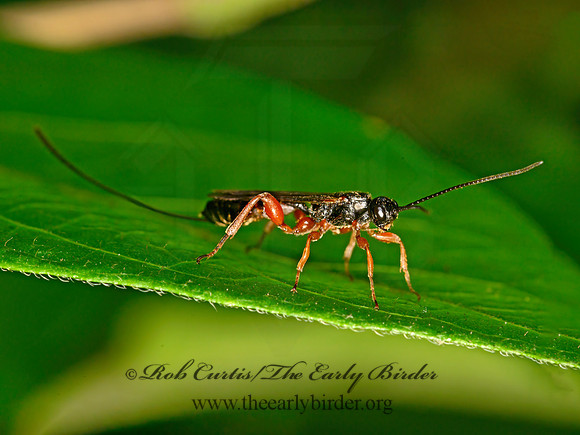 Odontolcolon  XORIDINAE ICHNEUMON 1304765z