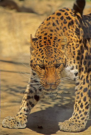 Panthera pardus  LEOPARD 126718z