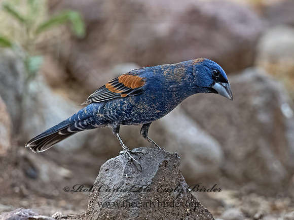 Guiraca caerulea  BLUE GROSBEAK 3037348z