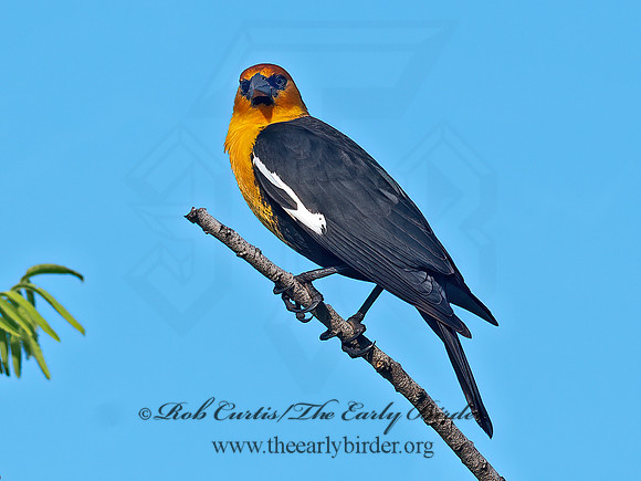 Xanthocephalus xanthocephalus  YELLOW-HEADED BLACKBIRD 6039717z