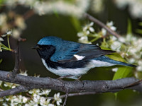 Setophaga caerulescens BLACK-THROATED BLUE WARBLER 5006732z
