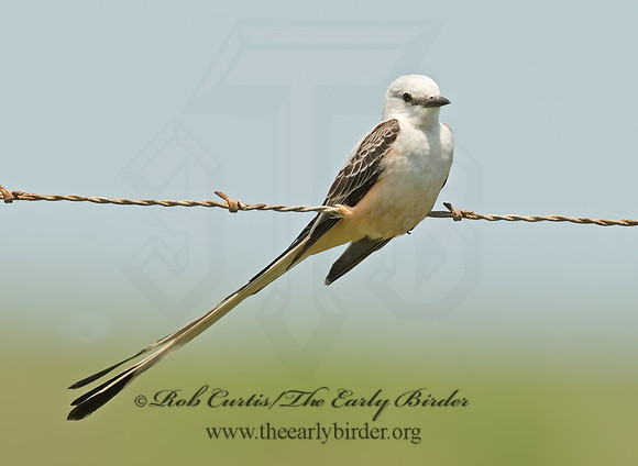 Tyrannus forficatus SCISSOR-TAILED FLYCATCHER 7003916z