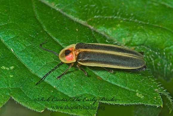 Photinus  FIREFLY 4003123 z