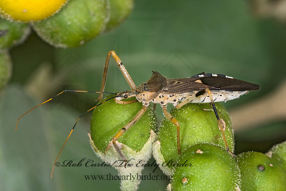 Zelus janus  ASSASSIN BUG 7005345z