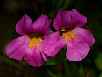 Erythranthe lewisii LEWIS MONKEYFLOWER 3024168z