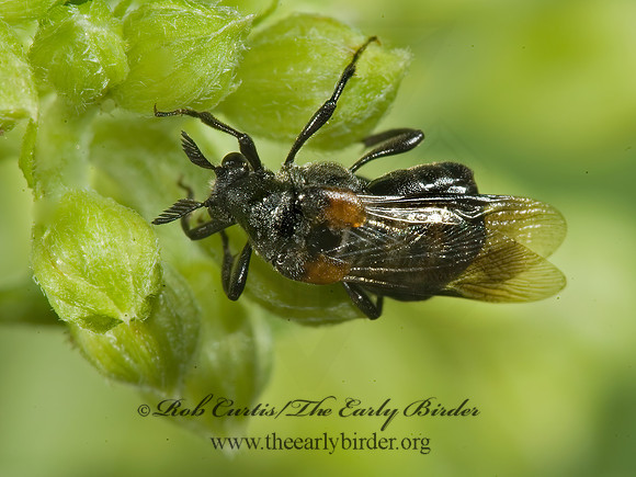 Ripiphorus fasciatus grp 5013804 Fz