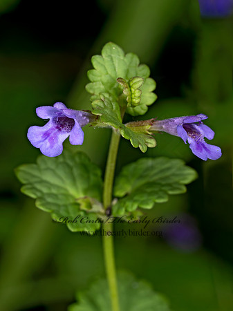 Glechoma hederacea CREEPING CHARLIE 9079348z