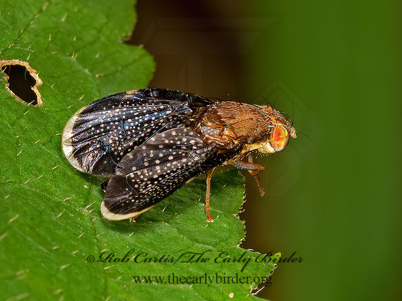 Eutreta  FRUIT FLY 3022859z